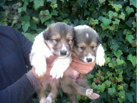 Rough Collie Άνδρες και θηλυκά διαθέσιμα.